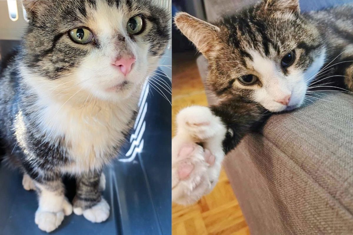 Cat Hobbles to the Front of a Home and Starts Sleeping There Until Someone Takes Him off the Streets for Good