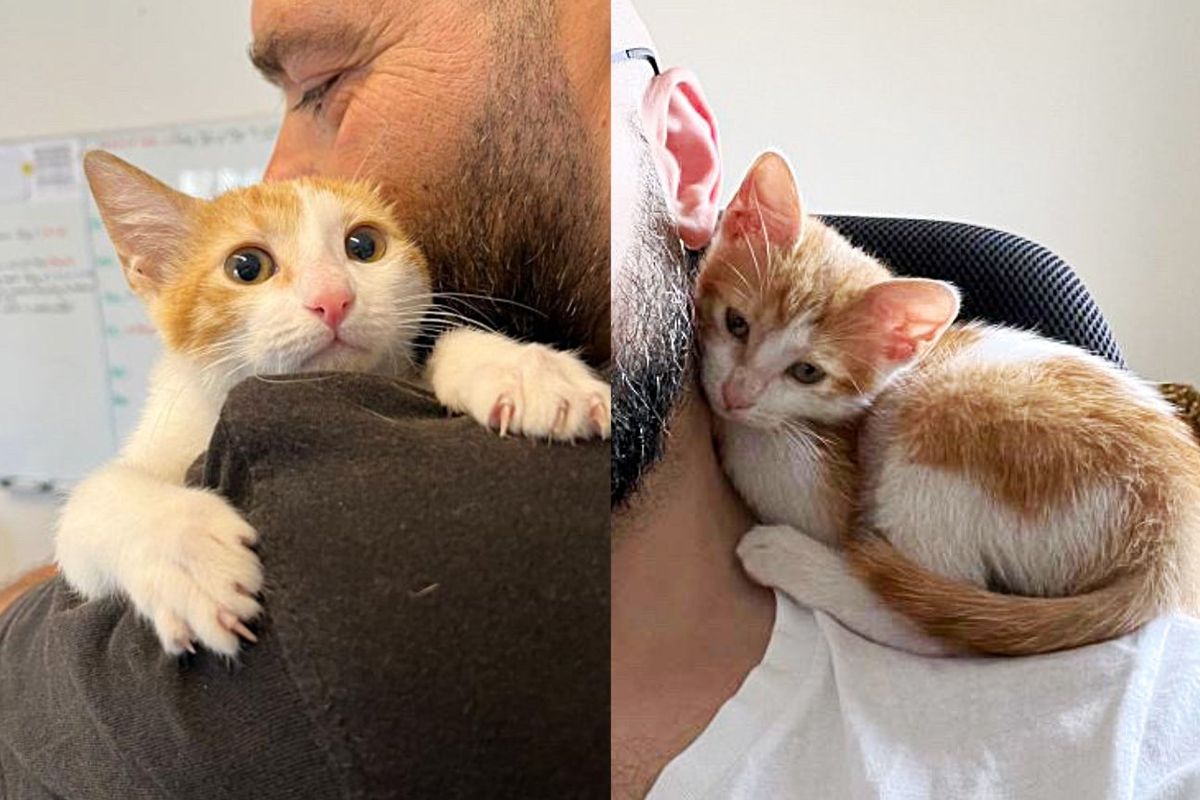 Kitten Crawls into Vent and Can't Get Out Until Rescuers Arrive, She Curls Up on Their Neck to 'Thank' Them