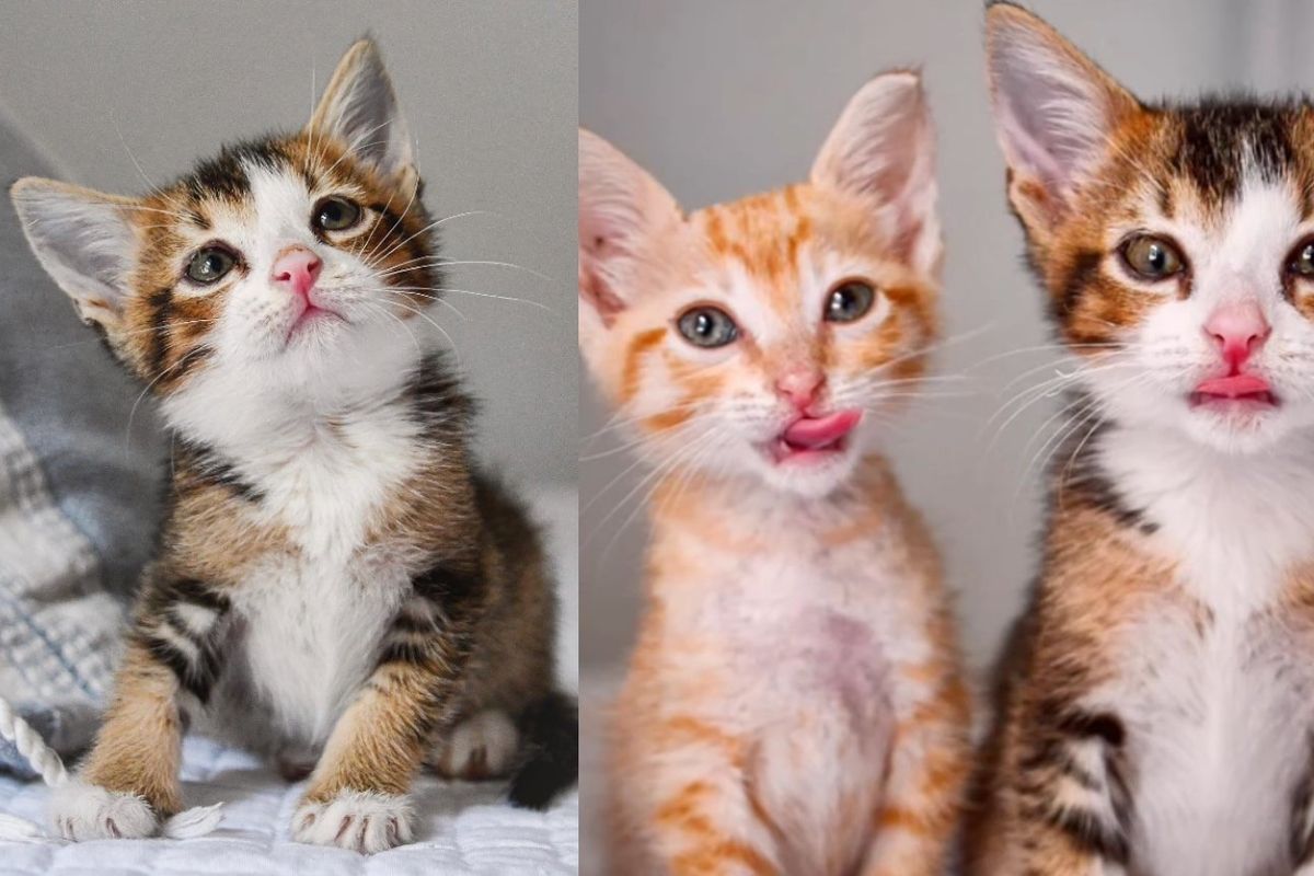 Lonely Kitten is Eager for a Place Like Home, 2 Weeks Later Another Kitten Like Him Shows Up with Same Wish