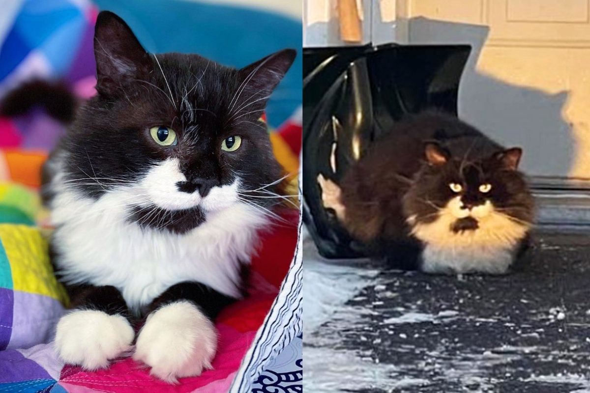 Cat Who Was Last One to Leave Neighborhood Streets, Decides He'll Give Indoor Life a Try