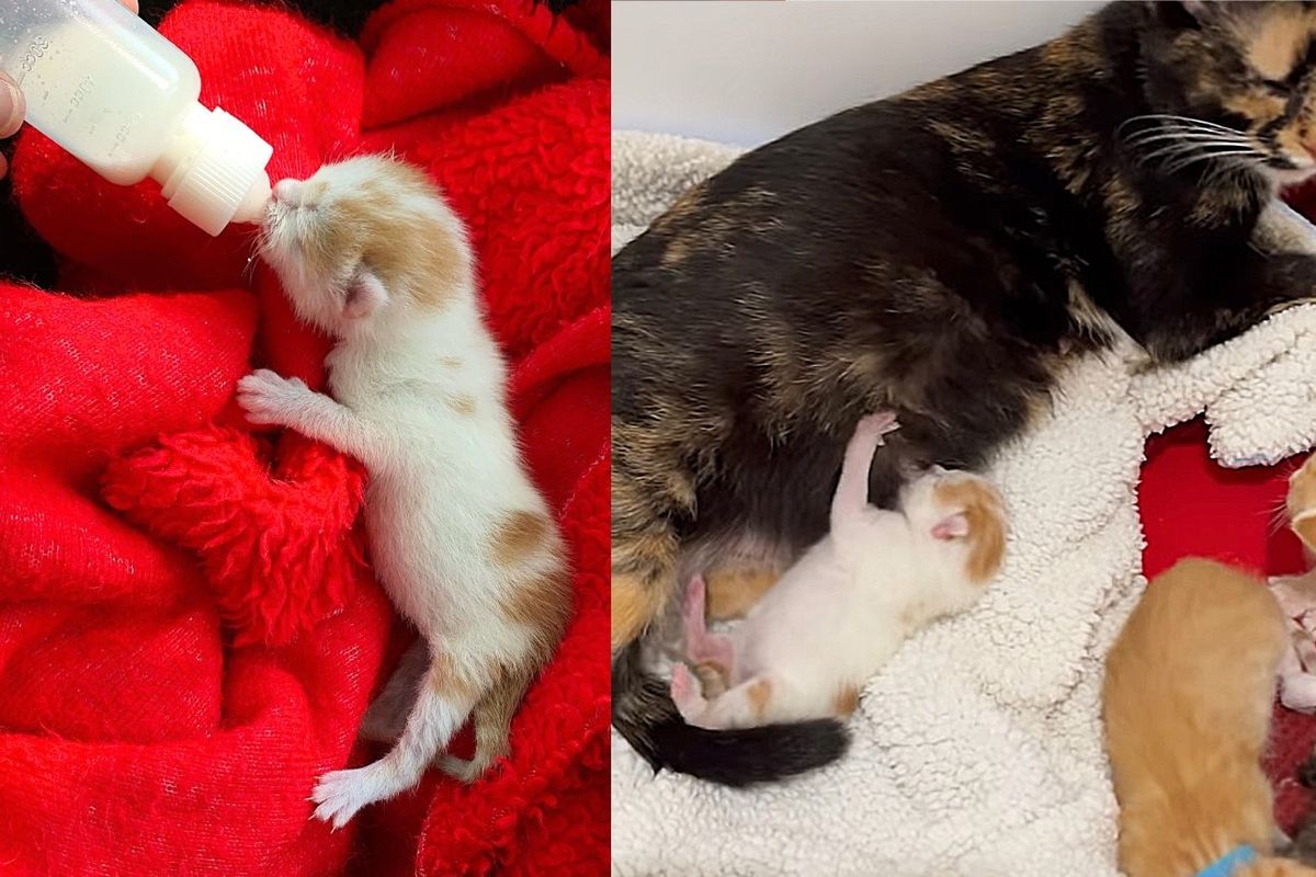 Kitten is Found in a Basket at a Park and Shortly After He is Accepted by a Cat and Her Litter of Six