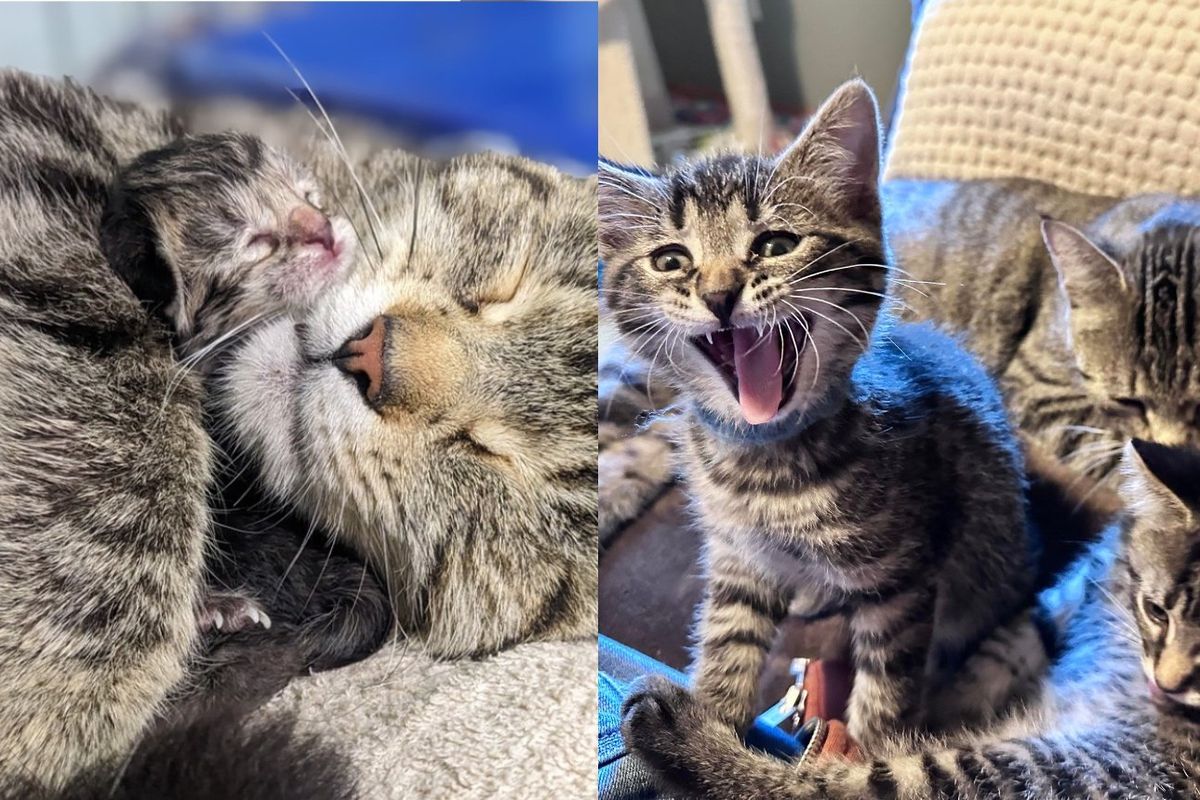Cat Shows Up in Someone's Garage and Taken in by Volunteers, Shortly After She Has Kittens in Their Building