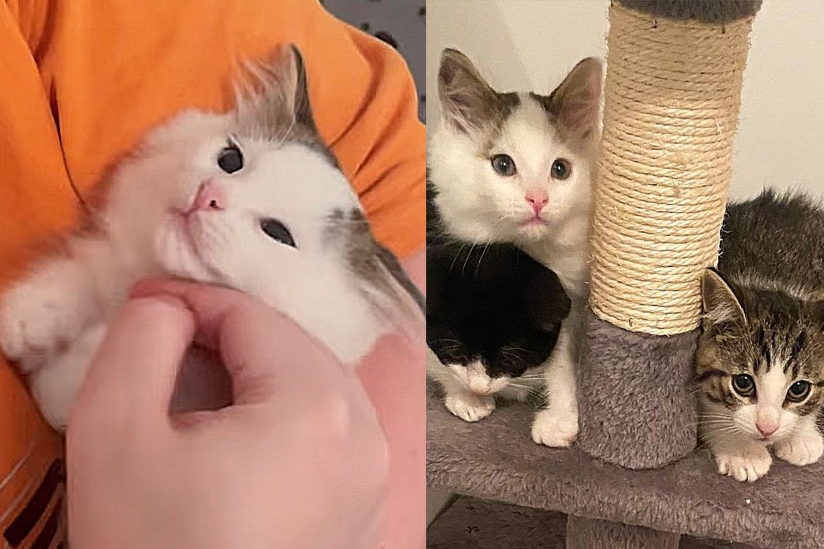 Cat Living Under Porch Hands Over Kittens to Those She Trusts, Ready to Be Spoiled House Cat