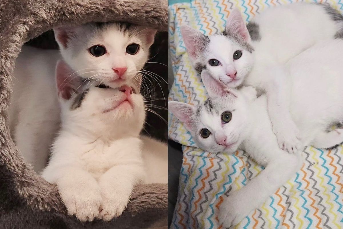 Kittens Only Had Each Other at Birth, Always Side by Side and Won't Stand Being Apart for a Second
