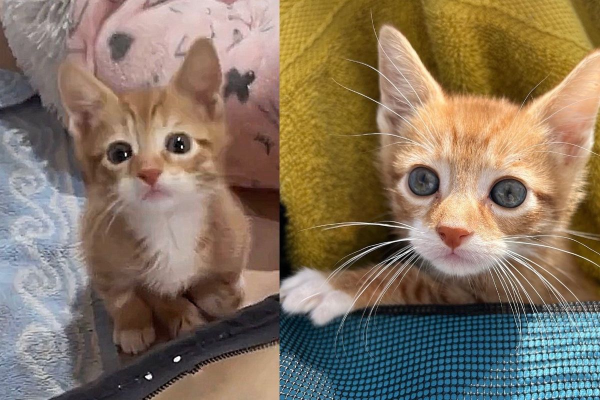 Kitten Found Outside Using Only Front Paws to Walk, Immediately Wants Play and Affection from Everyone