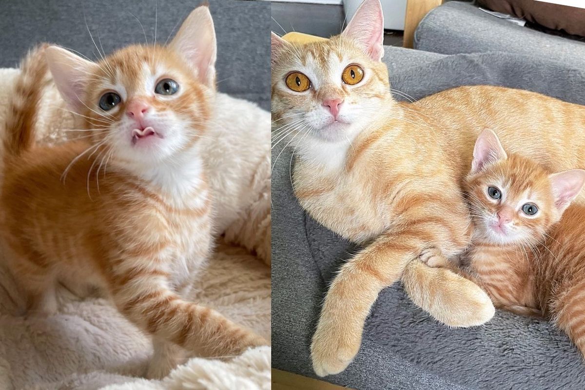 Cat Has One Kitten Right After Coming to Shelter, Can Finally Breathe Easy When a Person Shows Up to Help