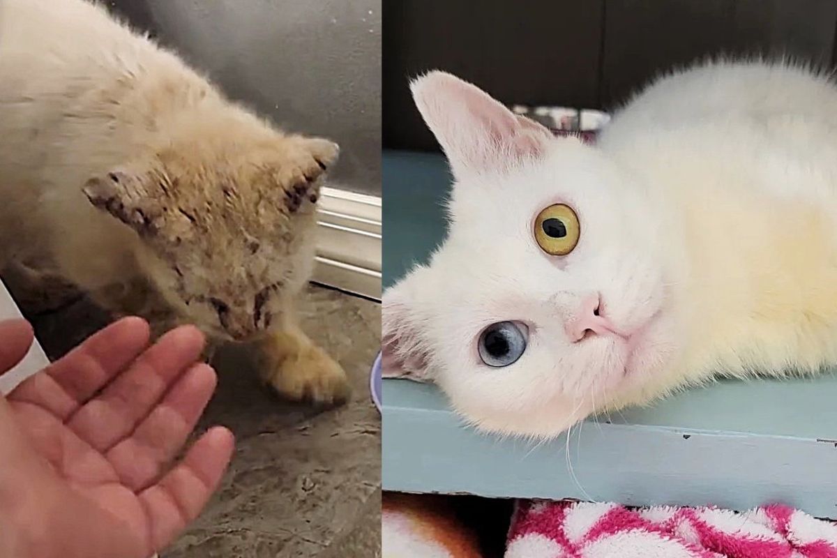 Cat Could Barely See When Found, Makes Stunning Transformation and Shows How Beautiful He Truly is