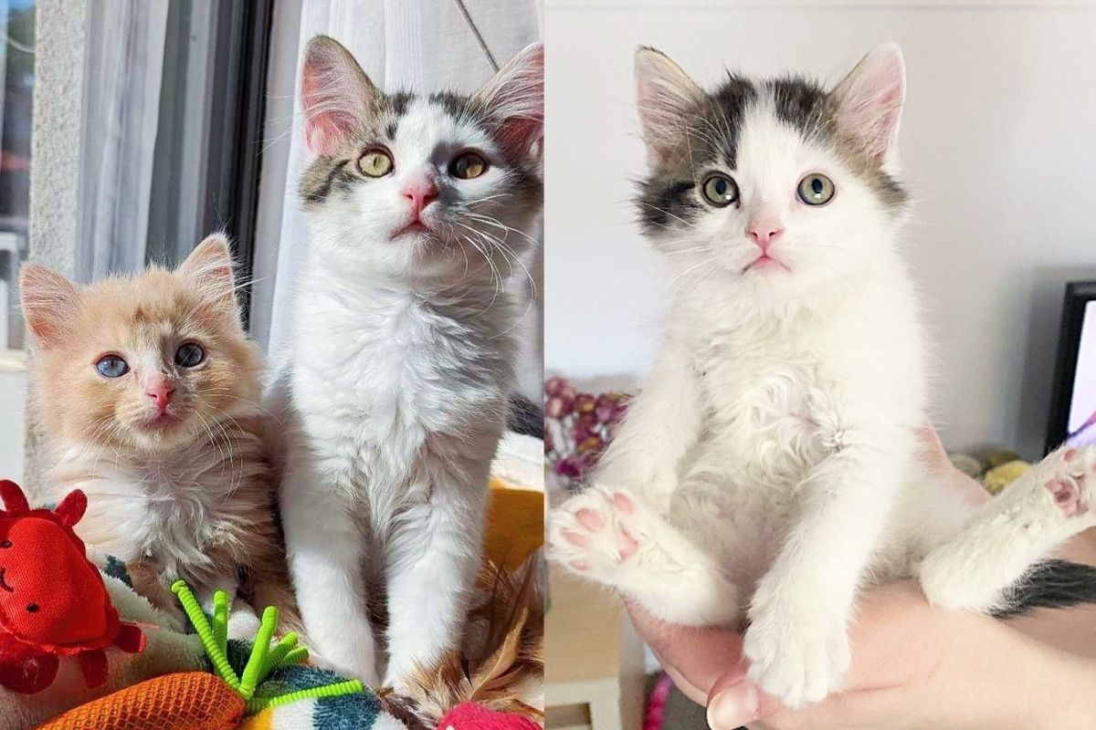 Kittens Come from Separate Paths, Cling to One Another As If They Have Been Together All Their Lives