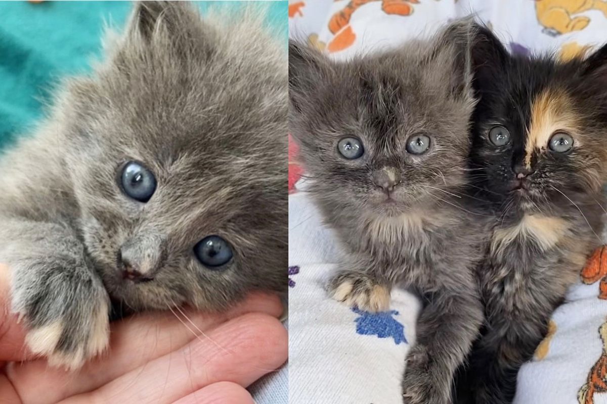 Kitten Spotted in an Industrial Area Needing Help, A Couple of Weeks Later Her Sister Showed Up