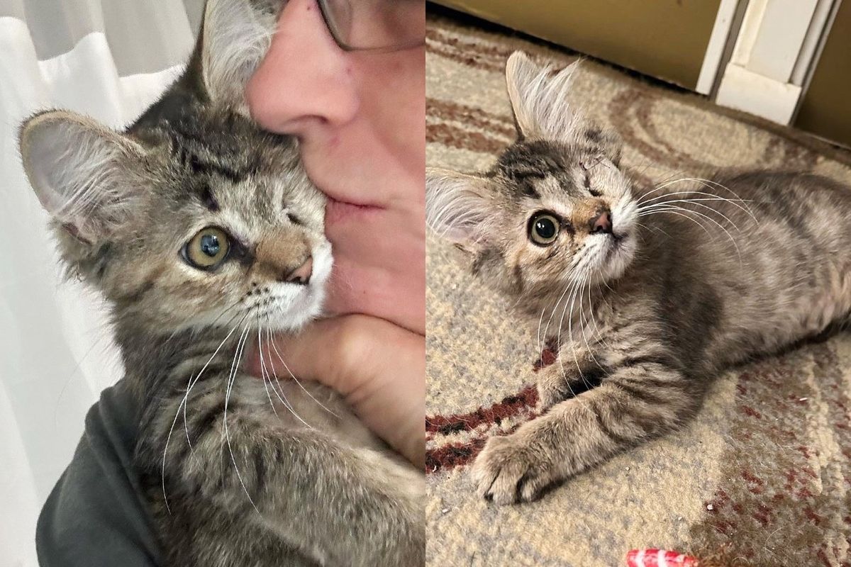 Kitten Appears from Under Stack of Plywood Asking for Help, Once She's Held, Her World Completely Changes