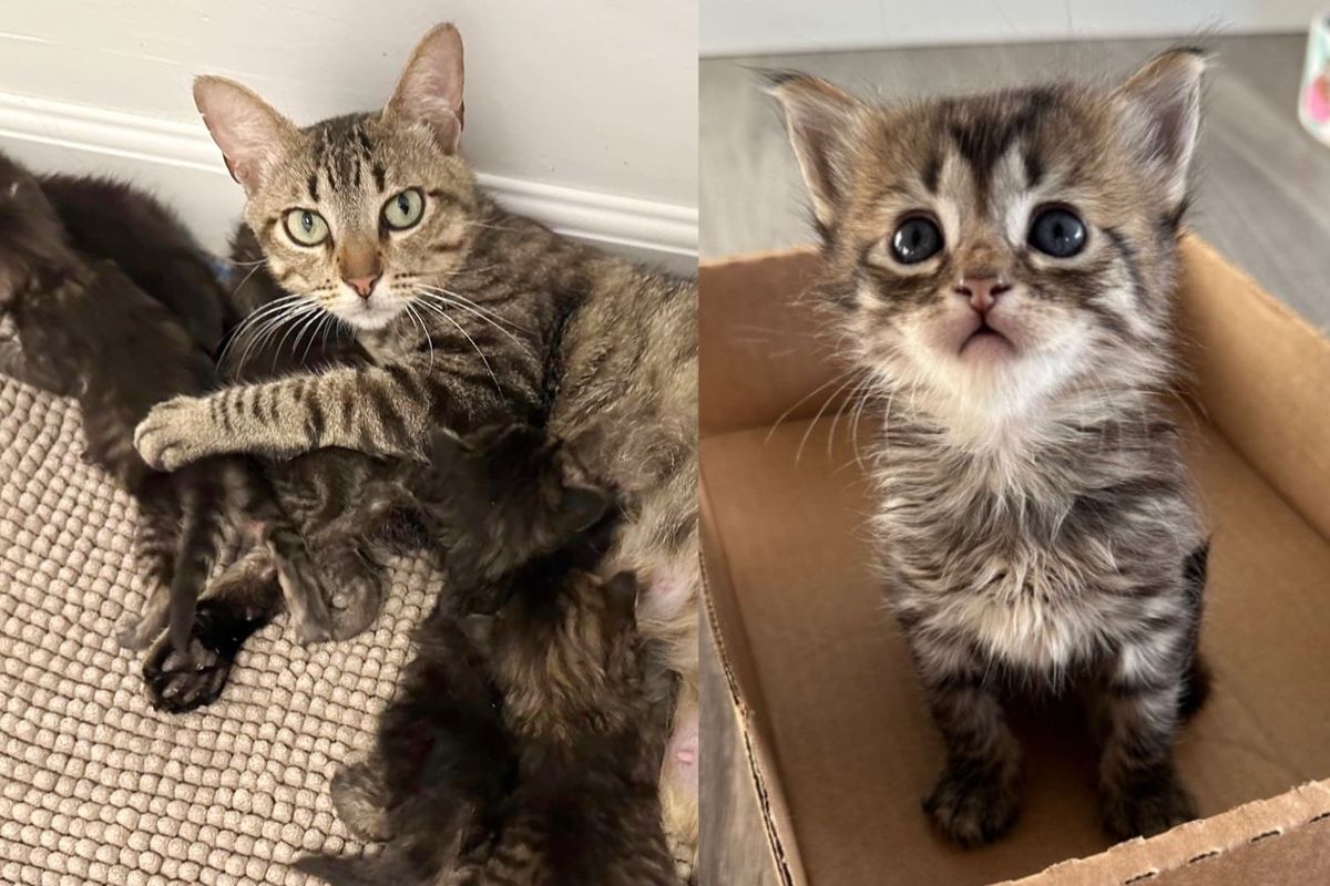 Cat with 6 Kittens Moves into Home Environment after 10 Days in Shelter, Her Demeanor Completely Changes
