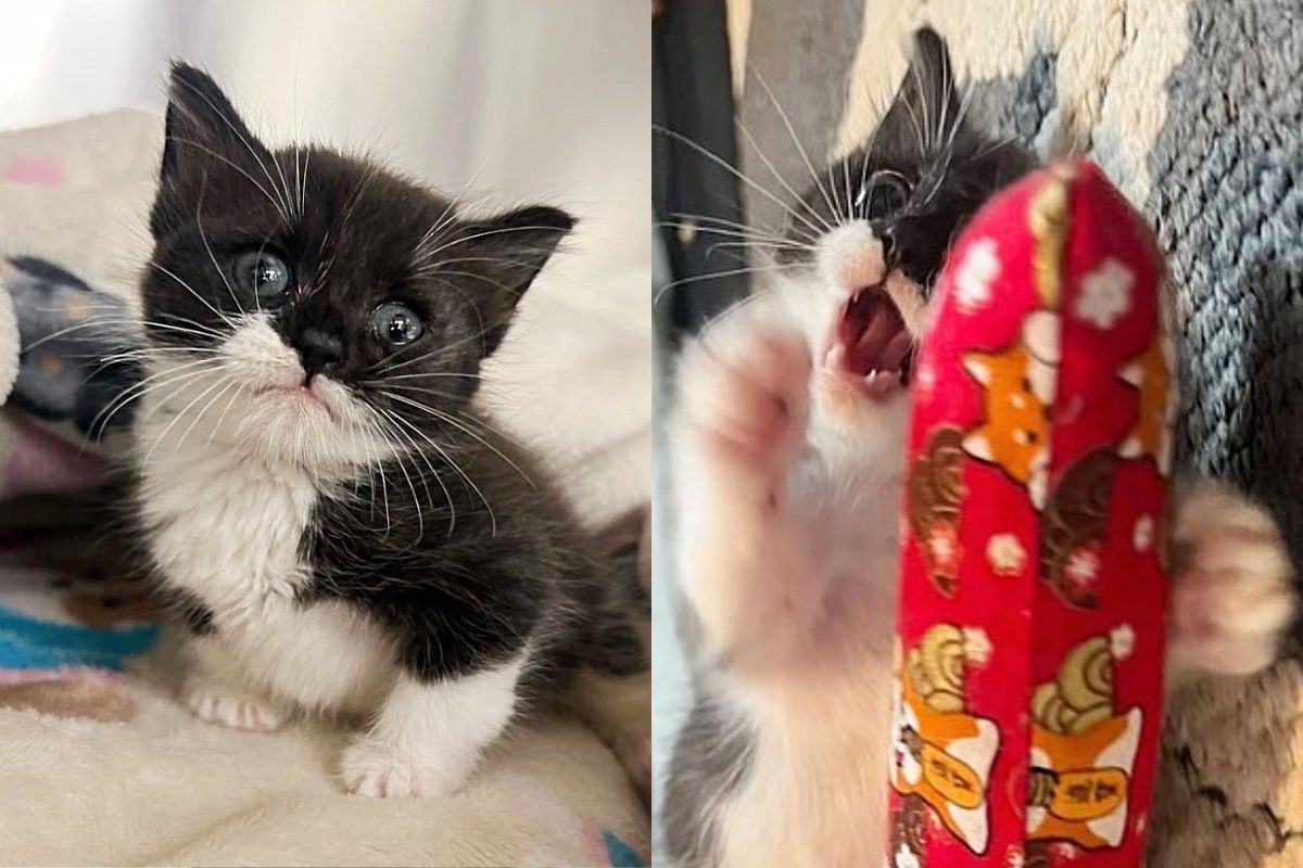 Kitten Can't Walk for Weeks, Starts to See Remarkable Changes, Now Zooms and Hops Around with So Much Joy