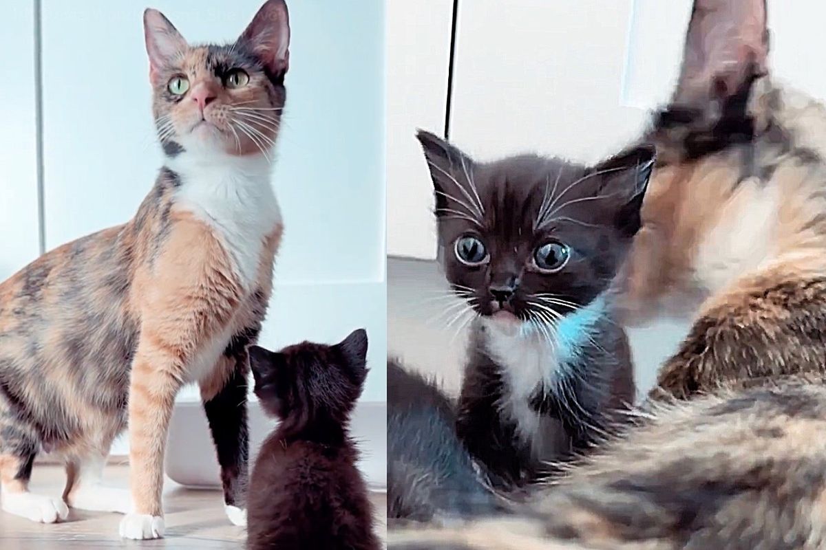 Cat Took Lonely Kitten in As Her Own, 16 Weeks Later They Got Their Best Wish Together