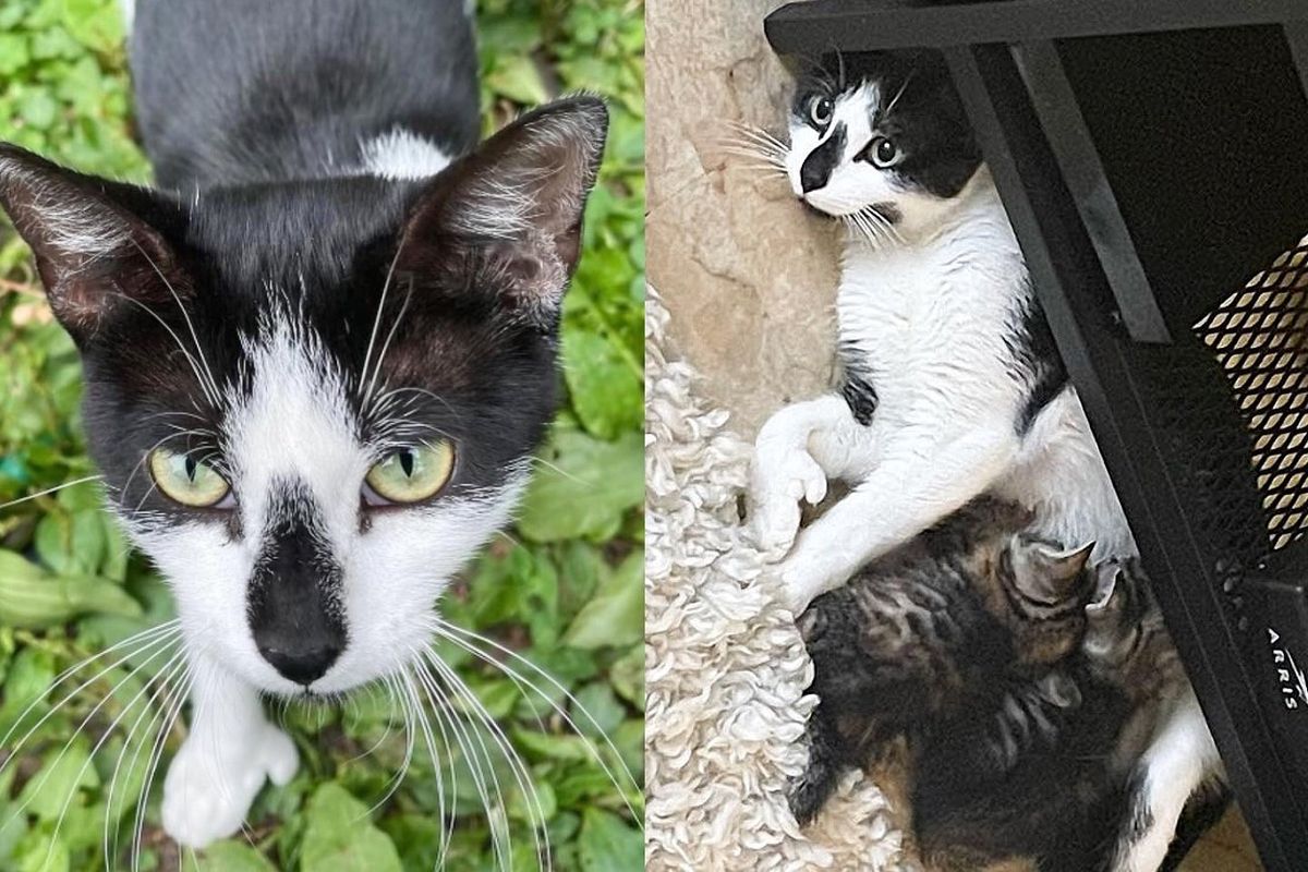 Cat Moved Her Kittens to Hide in Brush and Walked Up to Neighbor as She was Ready for Change