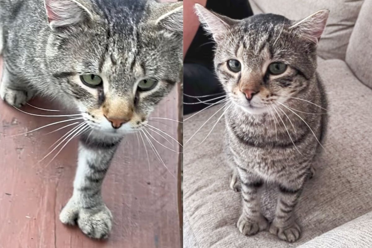 Cat Waltzed Up to Everyone and Interrupted Picnics at Playground Until He Found People to Take Him in