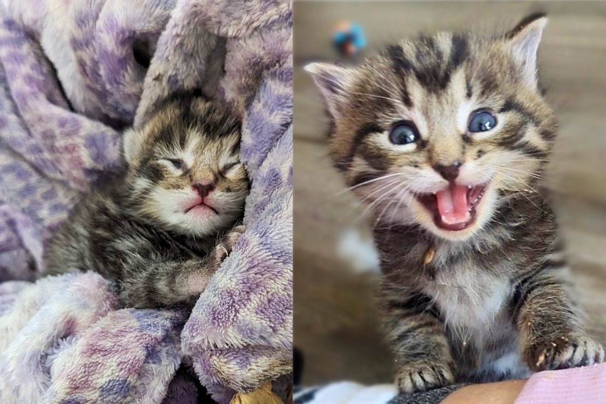 Kitten Seen Just Steps Away from Back Door but Days Later Has a Cat with Kittens to 'Show Him the Way'