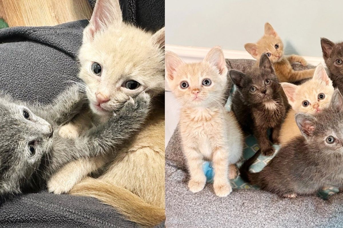 Six Kittens Convince Shelter Volunteer to Take Them Home so They Can Have What They Wanted Together
