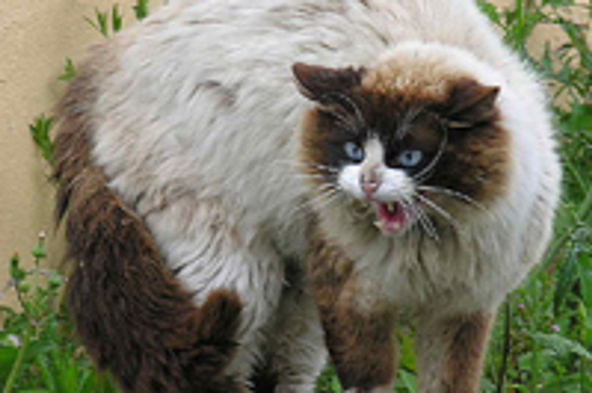 Control Urine Spraying & Help Unhappy Distrustful Cats