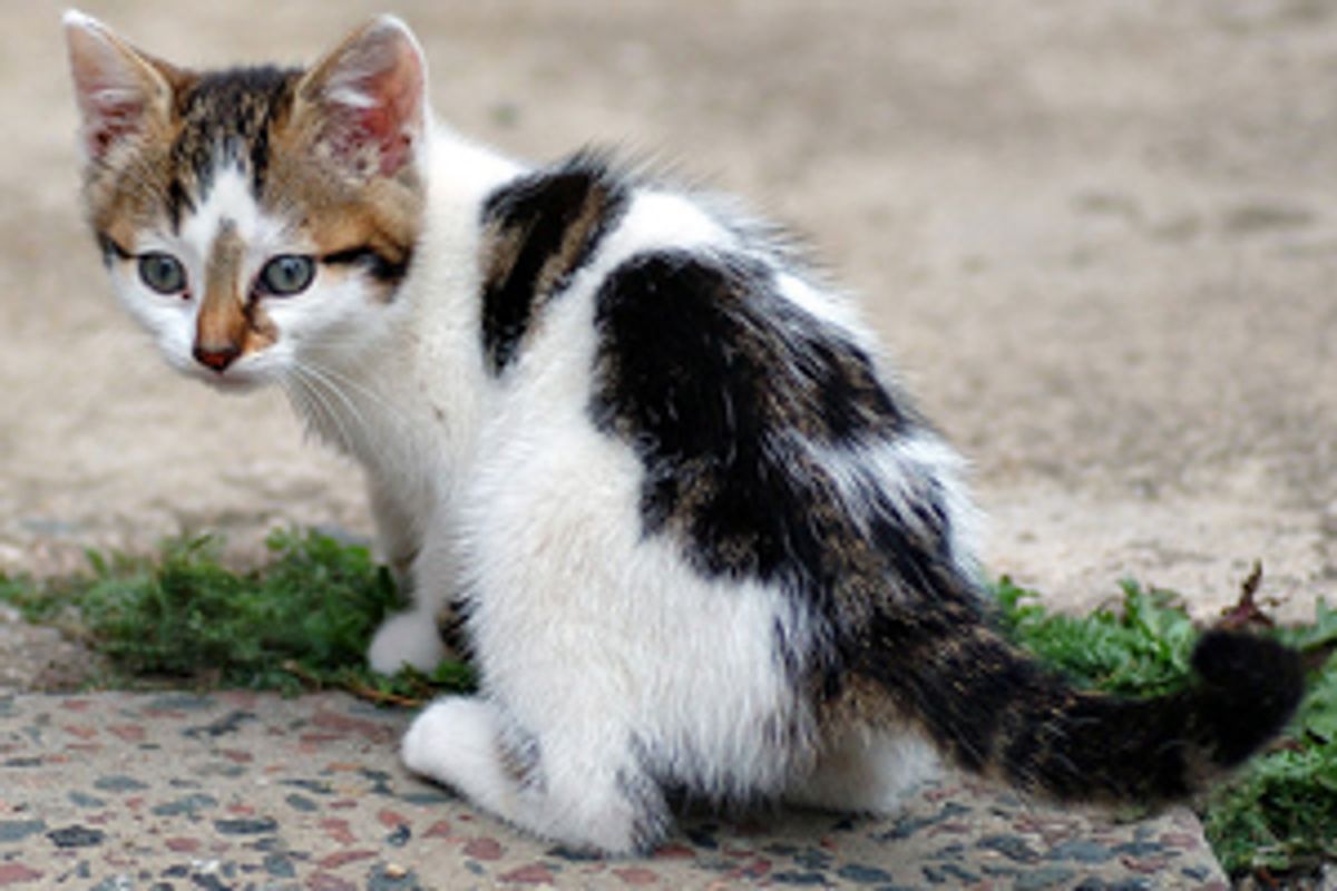 Why Is It Better to Adopt a Cat from the Shelter?