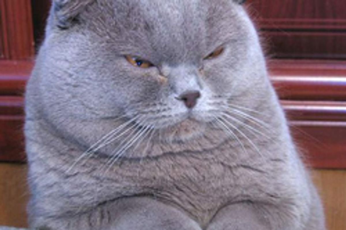 "Cats Do Control Humans, Study Finds"