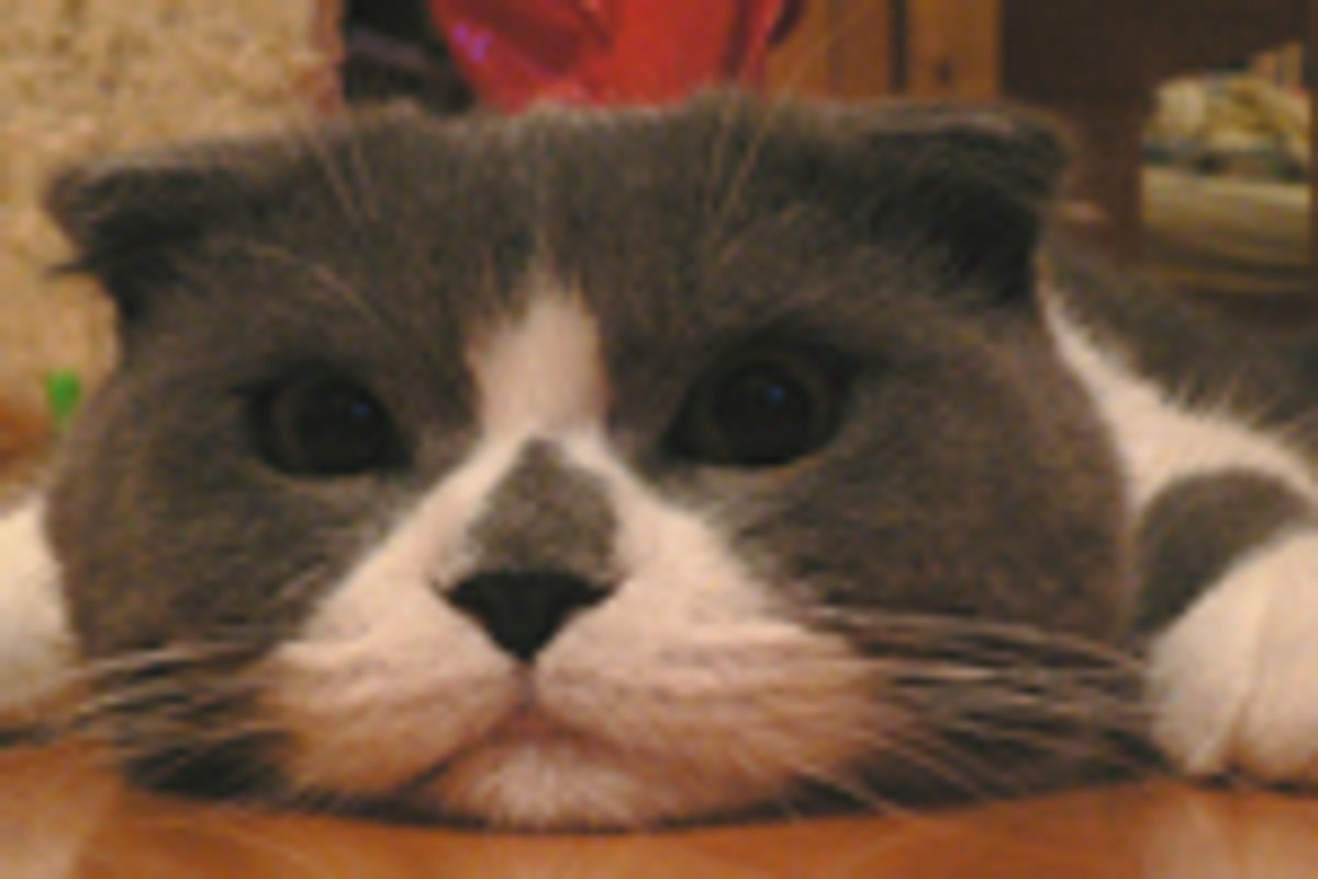 Cats are Smooth Walkers, but Extremely Inefficient