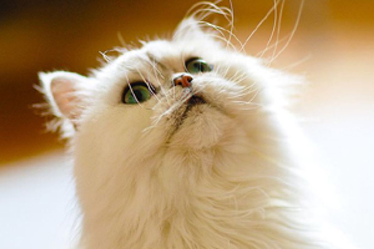 Things You should Know as a Savvy Cat Owner