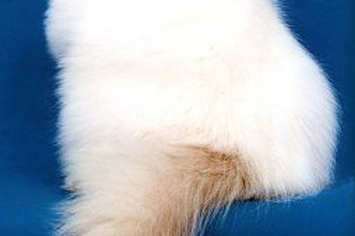 Protect Your Cat from Heat Stroke in Summer