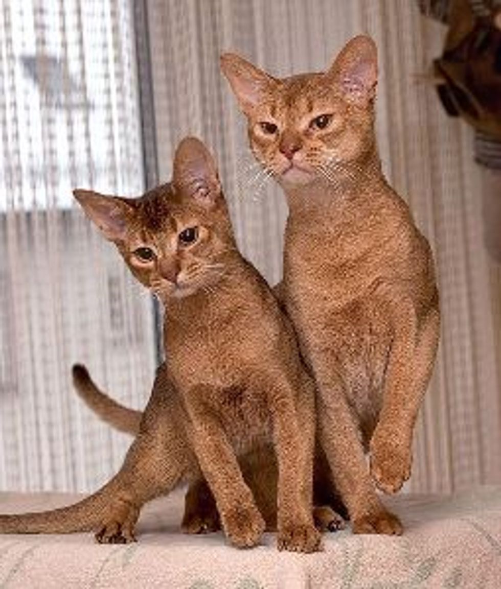 Hero Cat Stories