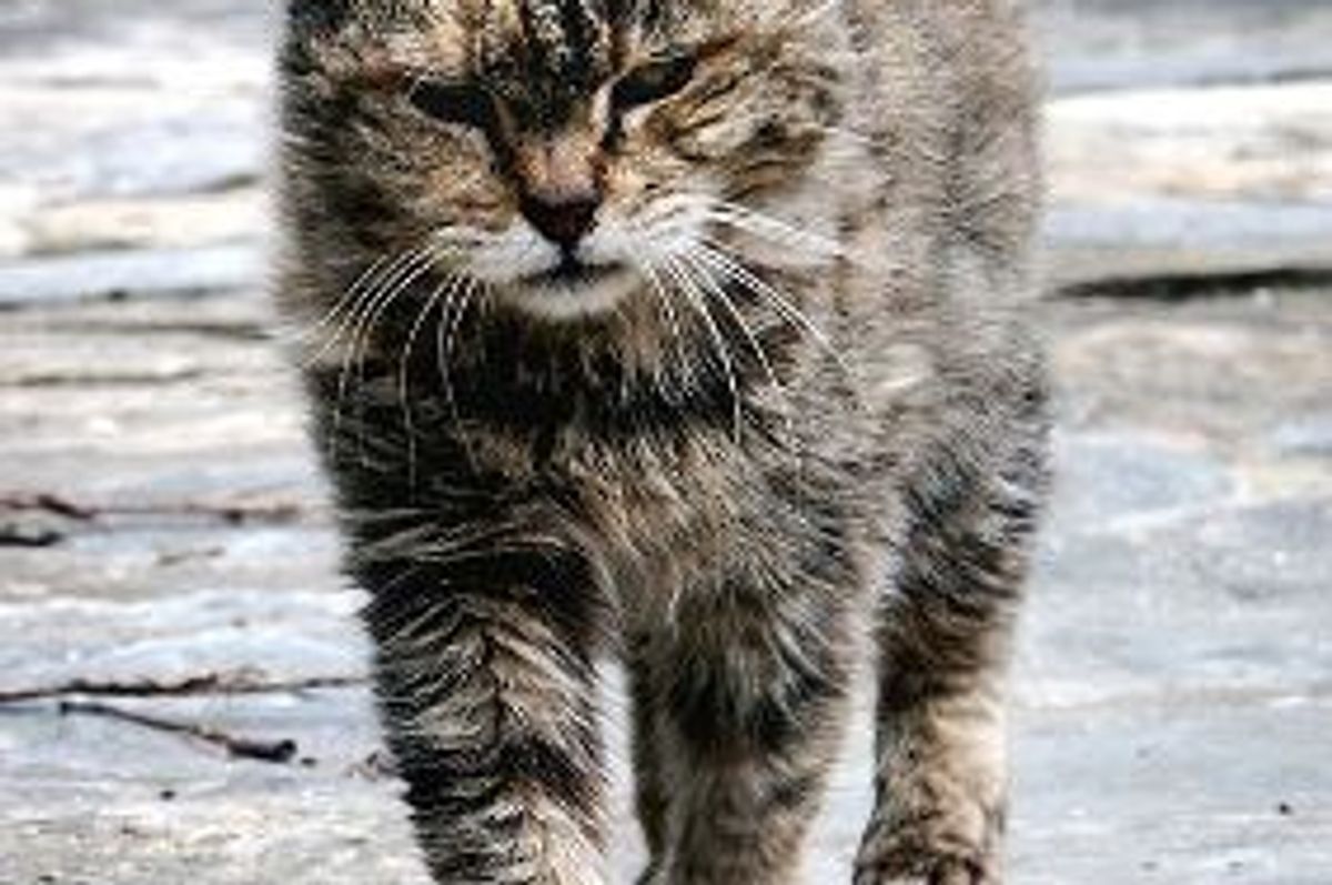 “Church Agrees to Allow Feeding of Feral Cats”