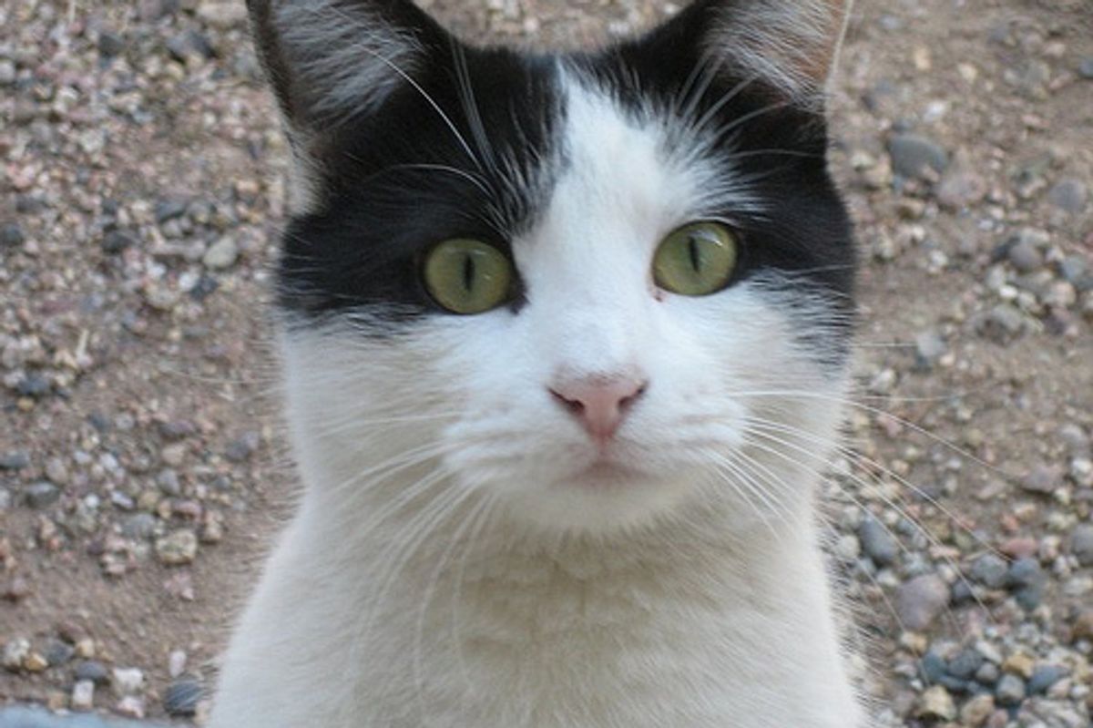 How to Domesticate Feral Cats