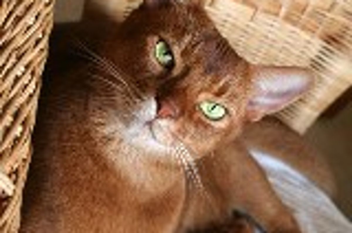 How to Introduce a New Cat to an Established Cat