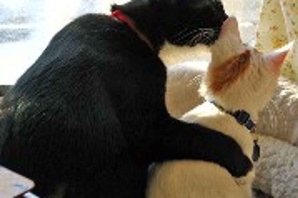 My First Furry Buddy