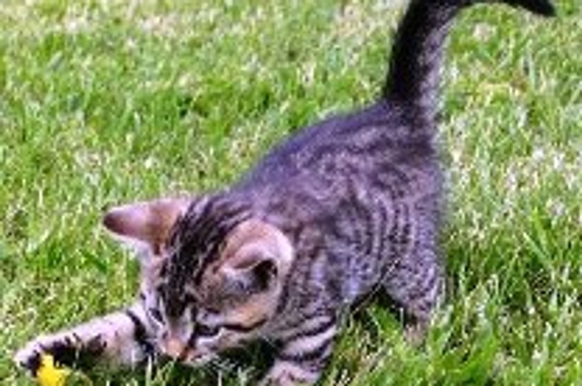 Cats Purrfect the Art of Exploitation