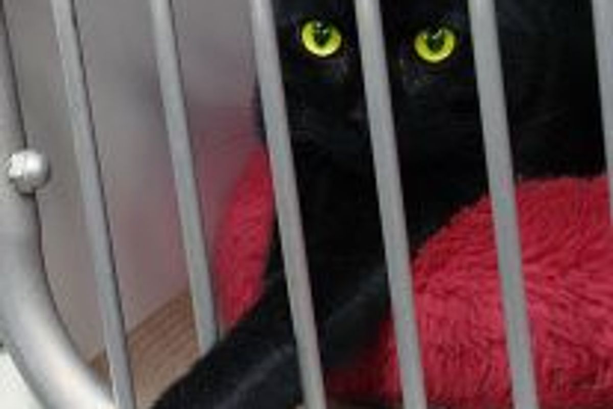 More Animals Rescued from Horrid Living Conditions