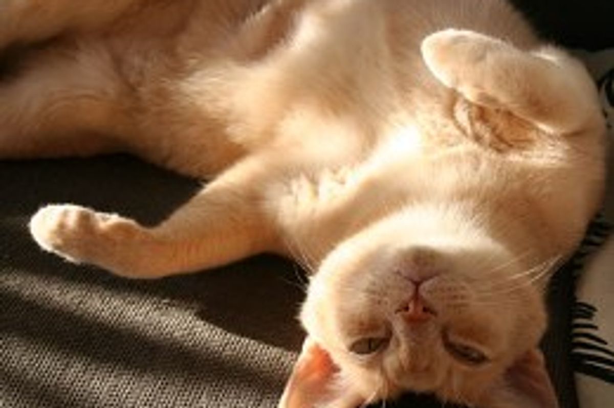 Cat-Related Sleep Deprivation