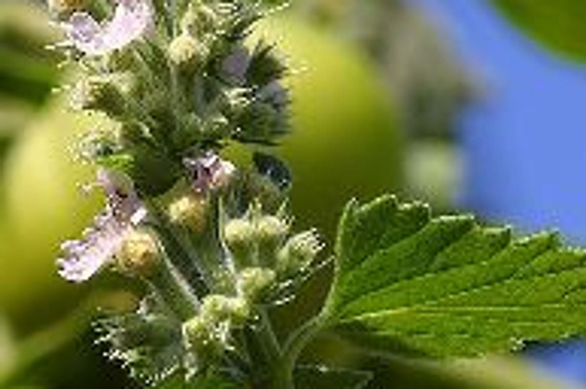 Does Catnip Get Cats High?