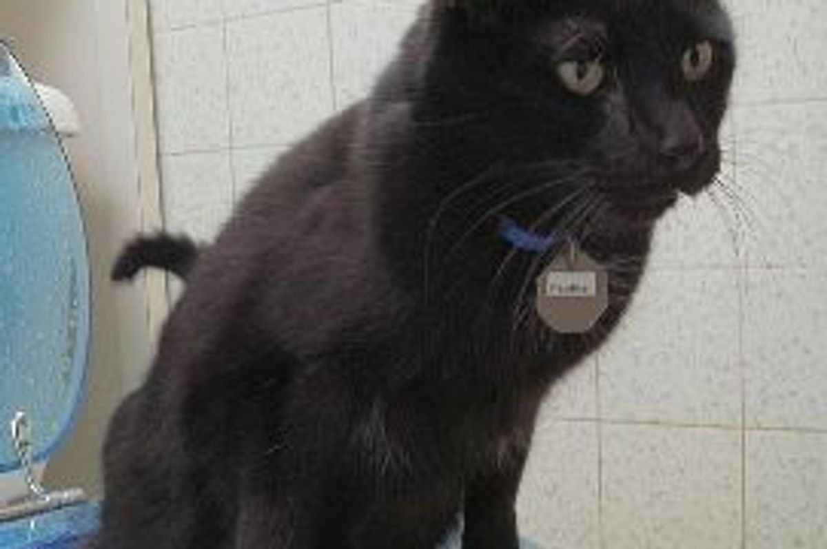 Can Cats be Trained?