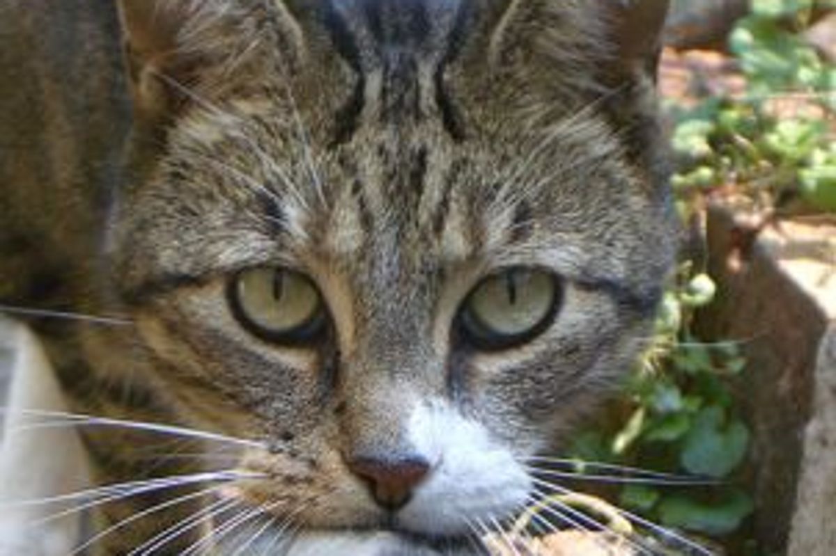 "How can I Help Feral Cats?"