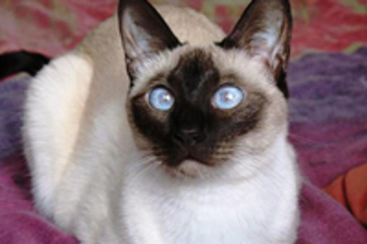 Quiz: What Kind of Cat Person Are You?