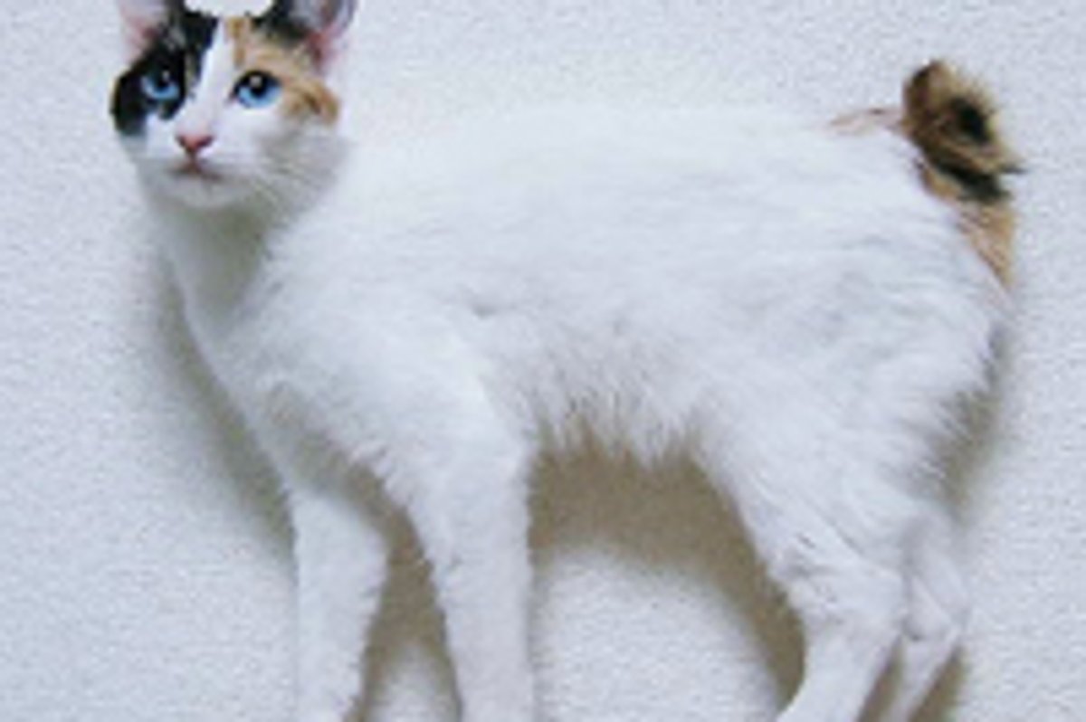 Umbilical Hernia in Cats