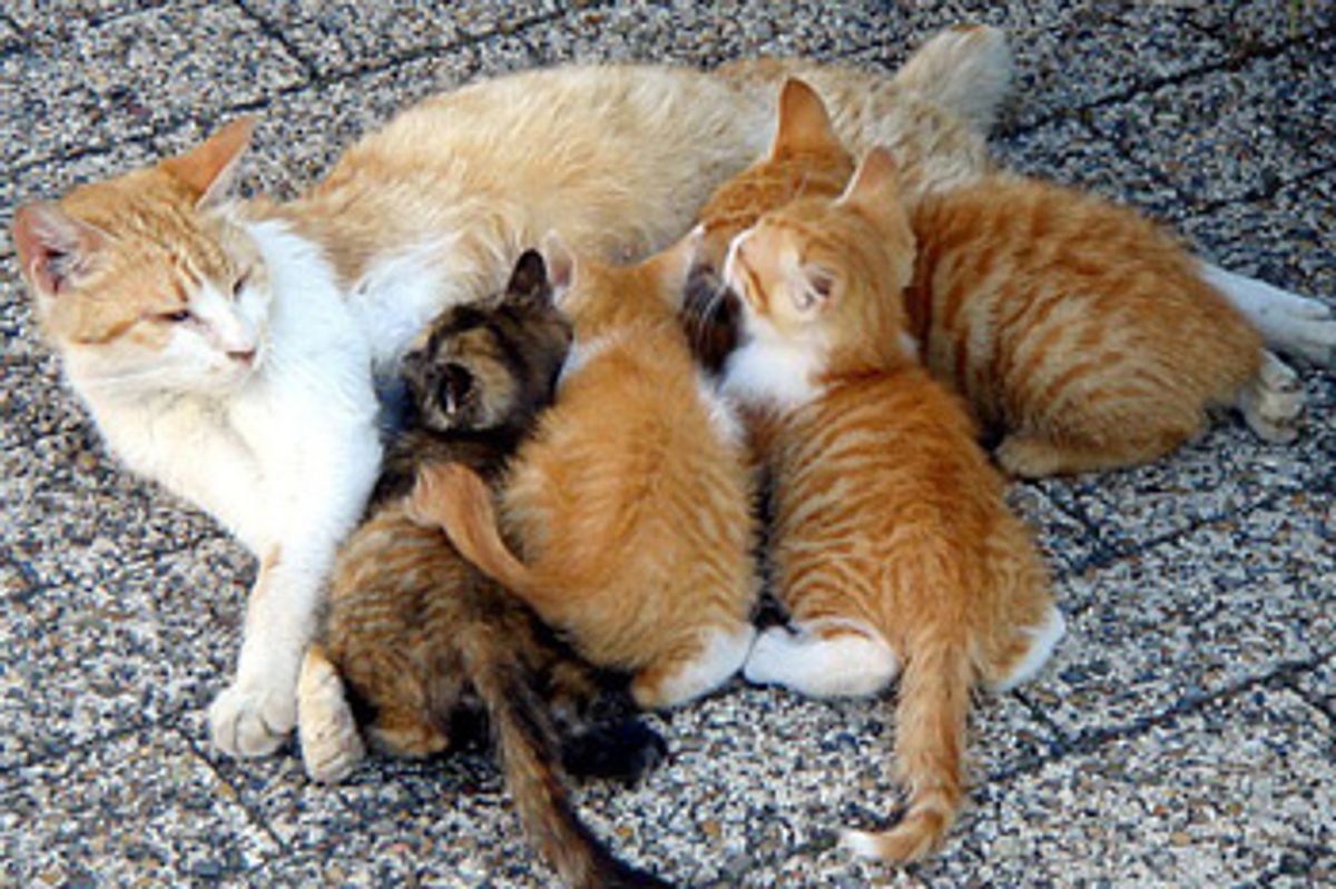 How to Care for New Born Kittens