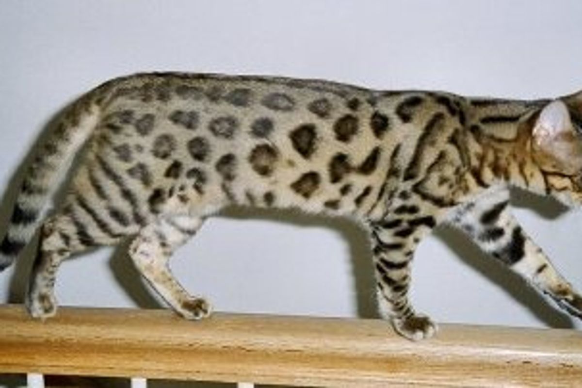 Cat Teeth-Chattering