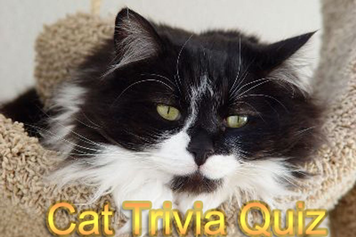 Cat Trivia Quiz