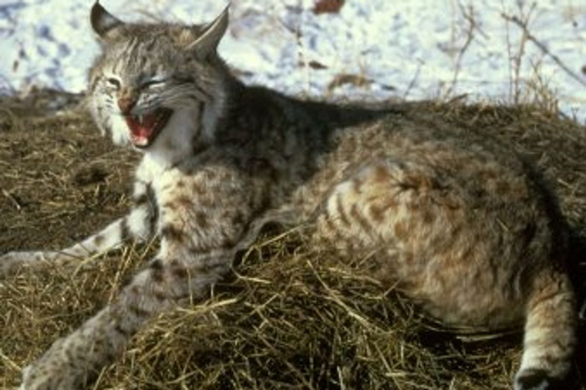 Save Bobcats or Save Roaming Cats
