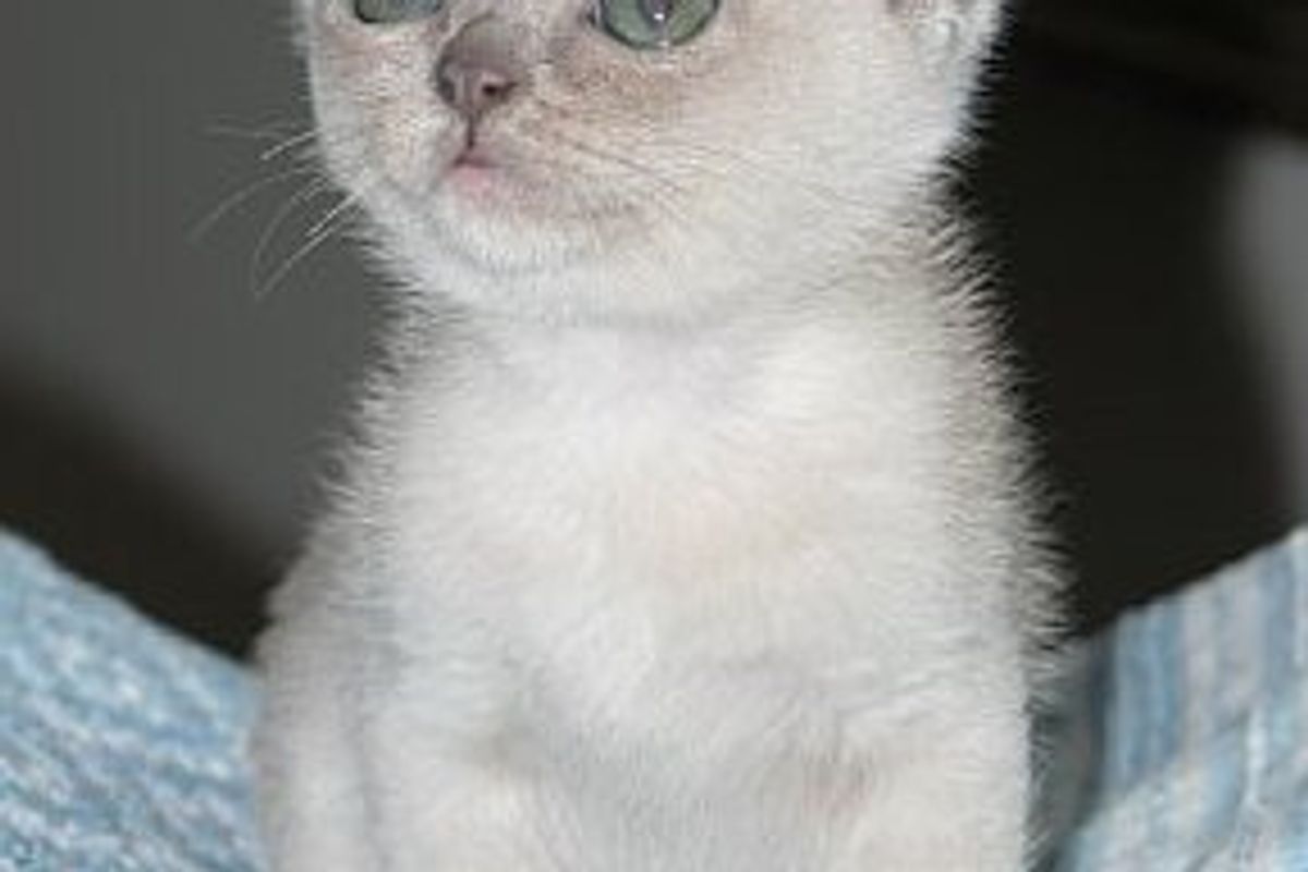 Do Cats Need to Brush Teeth?