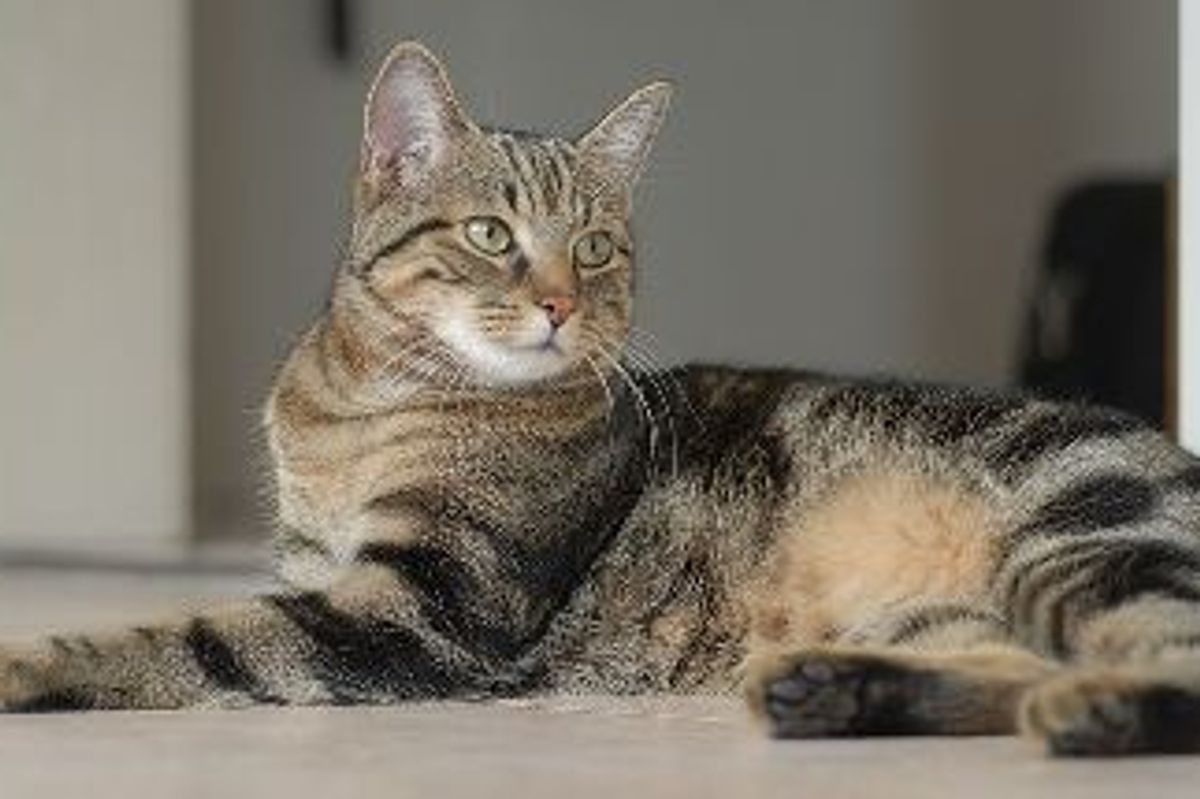 Can't Afford Vet Bills & Toys. What Should I Do?