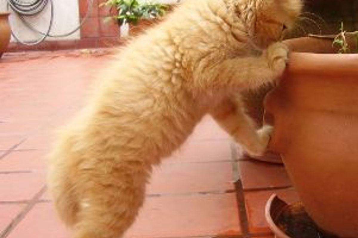 Student Group Promises to Bring Down Feral Cat Population