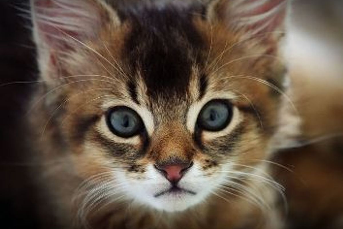 My Cat has Developed a Chewing Habit!