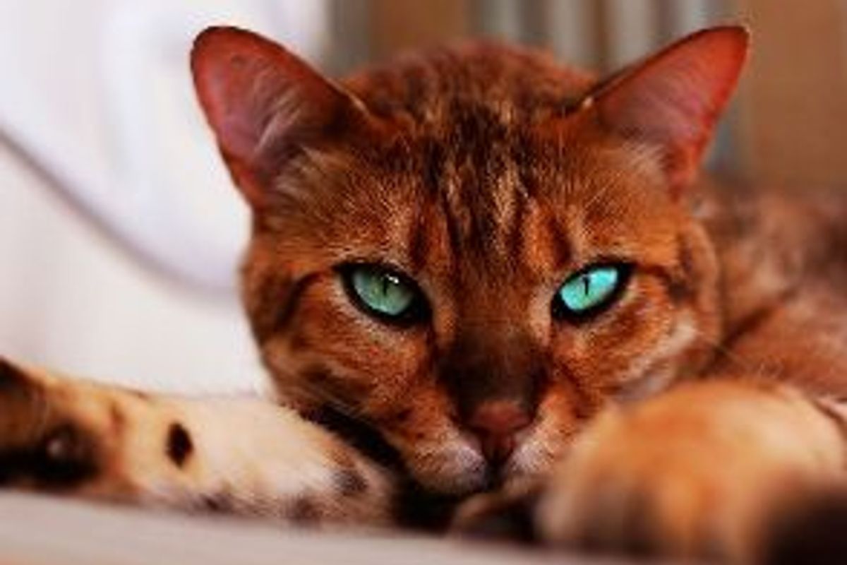 Survey: Recession is not Affecting Pet Owners' Love for Cats