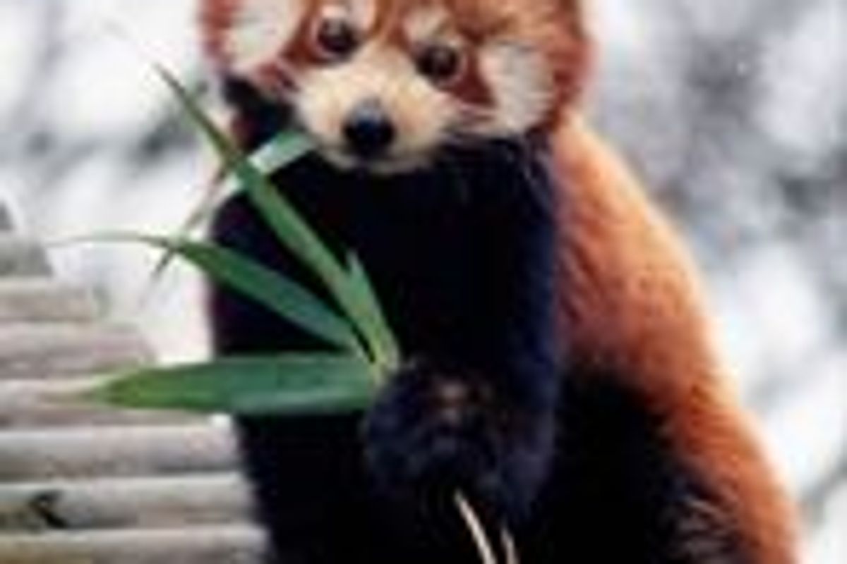 Panda Adopted by a Nursing Cat